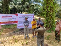 Hidup di Bawah Bayang-Bayang Sawit: Warga Korban Penyerobotan Lahan PT KAJ Terus Bertahan